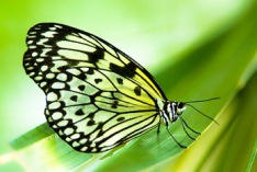 Erfahre-mehr-über-Schmetterlinge-Tag 2024