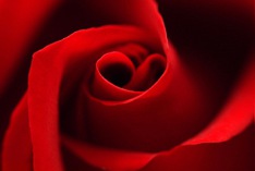 Tag der roten Rose 2023