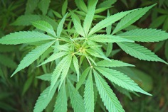 420 (Cannabis-Tag) 2024