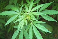 420 (Cannabis-Tag) 2015