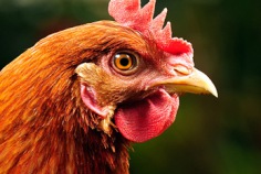 Tag des Gefl&uuml;gels 2026