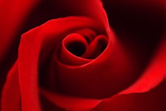 Tag der roten Rose 2026