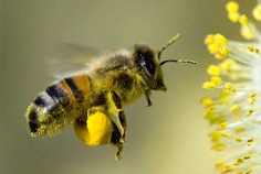Nationaltag der Honigbiene 2025