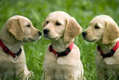 Nationaltag des Hundes 2026