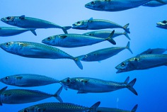 Tag der Sardine 2025