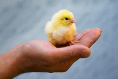 Welttierschutztag 2026