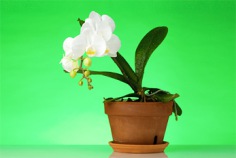 Ehrentag der Zimmerpflanze 2026