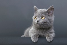 Nationaler Beantworte-die-Fragen-Deiner-Katze-Tag 2026