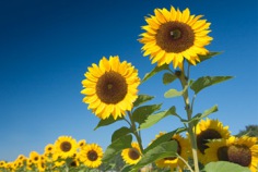 Sommeranfang 2026