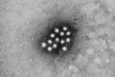 Welt-Hepatitis-Tag 2026