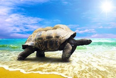 Welt-Schildkröten-Tag 2022