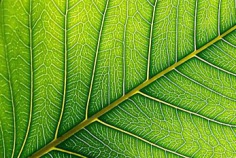 Ehrentag der Pflanze 2026