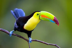 Nationaler Tag des Vogels 2026