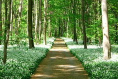 Tag des Leipziger Auwaldes 2026