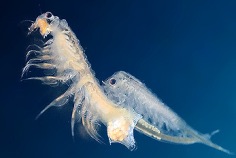 Nationaler Tag der Sea Monkeys 2026