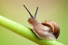 Tag der Weinbergschnecke 2026